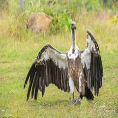 dsc_1102-3-standard.jpg