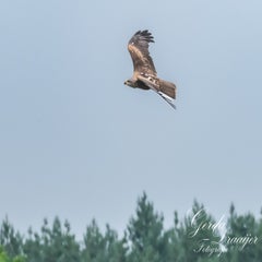 dsc_1132-3-standard.jpg