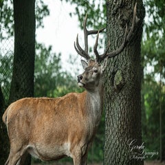 dsc_1188-3-standard.jpg