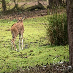 dsc_1236-3-standard.jpg