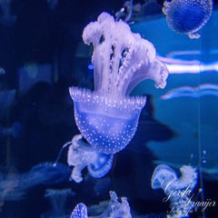 dsc_1913-3-standard.jpg