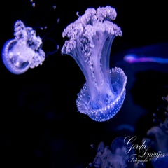 dsc_1919-3-standard.jpg