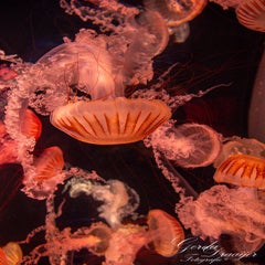 dsc_1929-3-standard.jpg