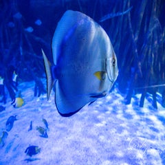 dsc_1933-3-standard.jpg