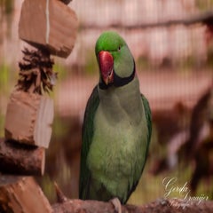 dsc_1970-3-standard.jpg