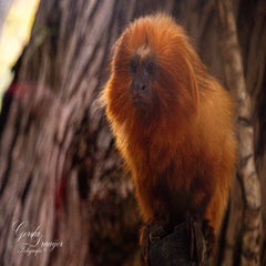 dsc_2040-3-standard.jpg