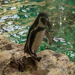 dsc_2080-3-standard.jpg