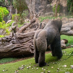 dsc_2116-3-standard.jpg