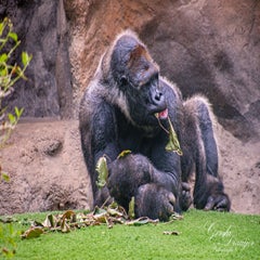 dsc_2144-3-standard.jpg