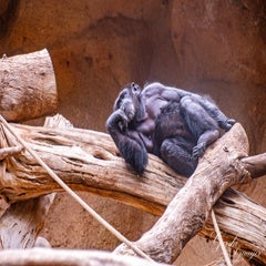 dsc_2146-3-standard.jpg