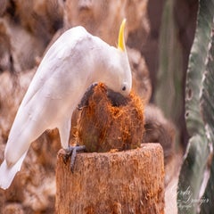 dsc_2152-3-standard.jpg