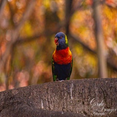 dsc_2179-3-standard.jpg