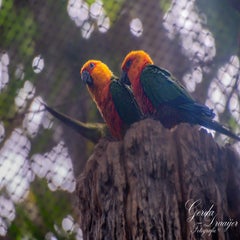 dsc_2186-3-standard.jpg