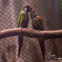 dsc_2190-3-standard.jpg