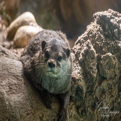 dsc_2245-3-standard.jpg