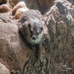 dsc_2247-3-standard.jpg