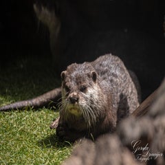 dsc_2257-3-standard.jpg