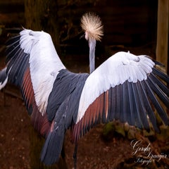 dsc_2718-3-standard.jpg