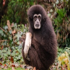 dsc_2752-3-standard.jpg