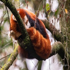 dsc_2760-3-standard.jpg