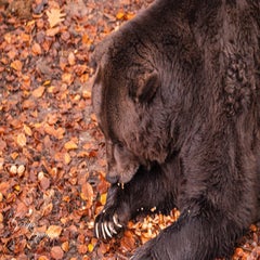 dsc_2764-3-standard.jpg