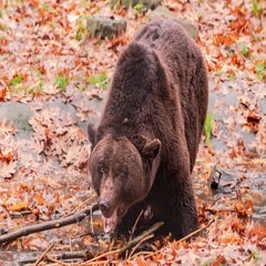 dsc_2775-3-standard.jpg