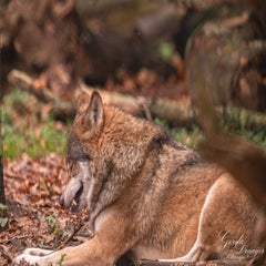 dsc_2790-3-standard.jpg