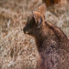 dsc_2809-3-standard.jpg