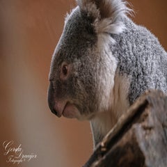 dsc_2843-3-standard.jpg