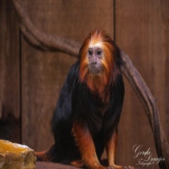 dsc_2886-3-standard.jpg