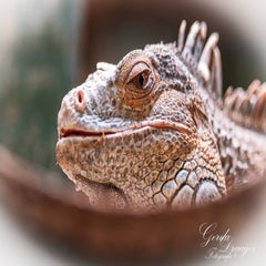 dsc_2891-3-standard.jpg