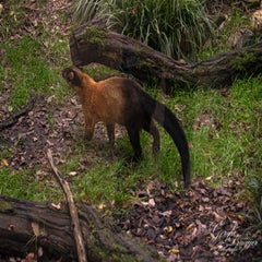 dsc_2917-3-standard.jpg