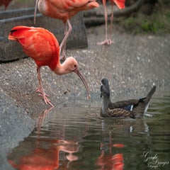 dsc_2957-3-standard.jpg