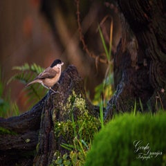 dsc_3004-2-standard.jpg