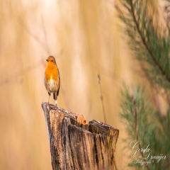 dsc_3031-3-standard.jpg