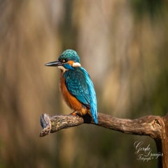dsc_3042-3-standard.jpg