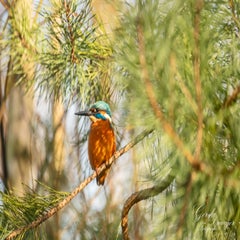 dsc_3057-3-standard.jpg