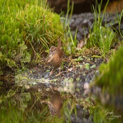 dsc_3069-2-standard.jpg
