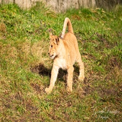 dsc_3644-3-standard.jpg