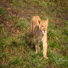 dsc_3654-3-standard.jpg