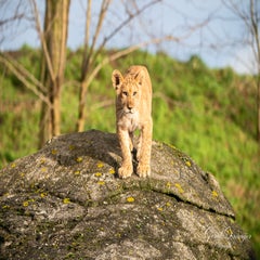dsc_3667-3-standard.jpg