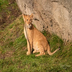 dsc_3682-3-standard.jpg