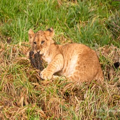 dsc_3706-3-standard.jpg