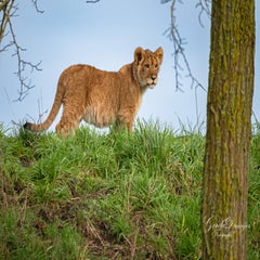 dsc_3710-3-standard.jpg