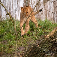 dsc_3752-3-standard.jpg