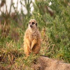 dsc_3760-2-standard.jpg