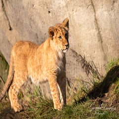 dsc_3812-3-standard.jpg