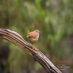 dsc_38483-standard.jpg