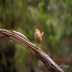 dsc_3849-3-standard.jpg