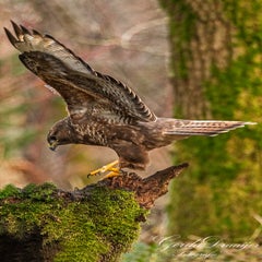 dsc_3933-3-standard.jpg